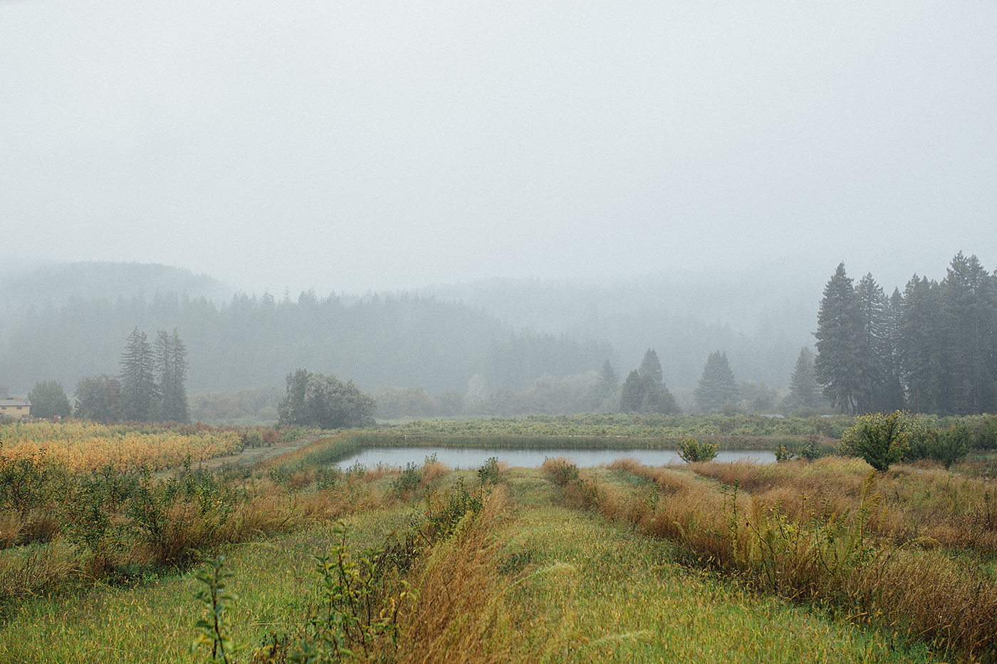 A foggy, rainy day in Mendocino County