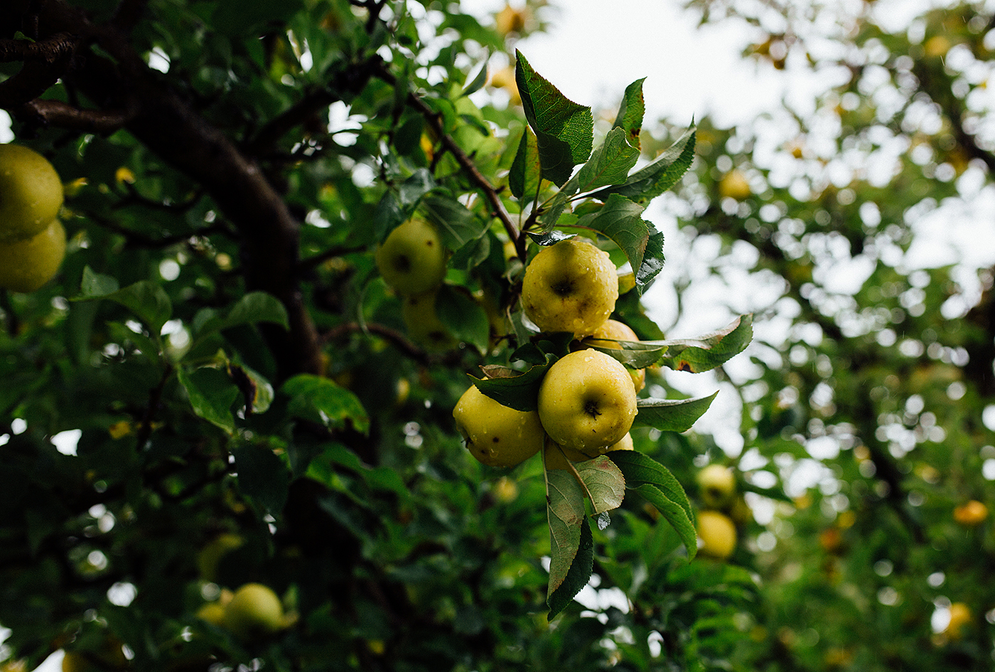 Golden apples in the rain in Philo, California 