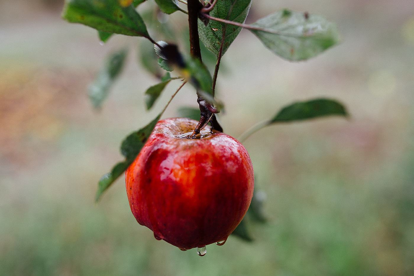 A perfect red apple, dripping with raindrops 