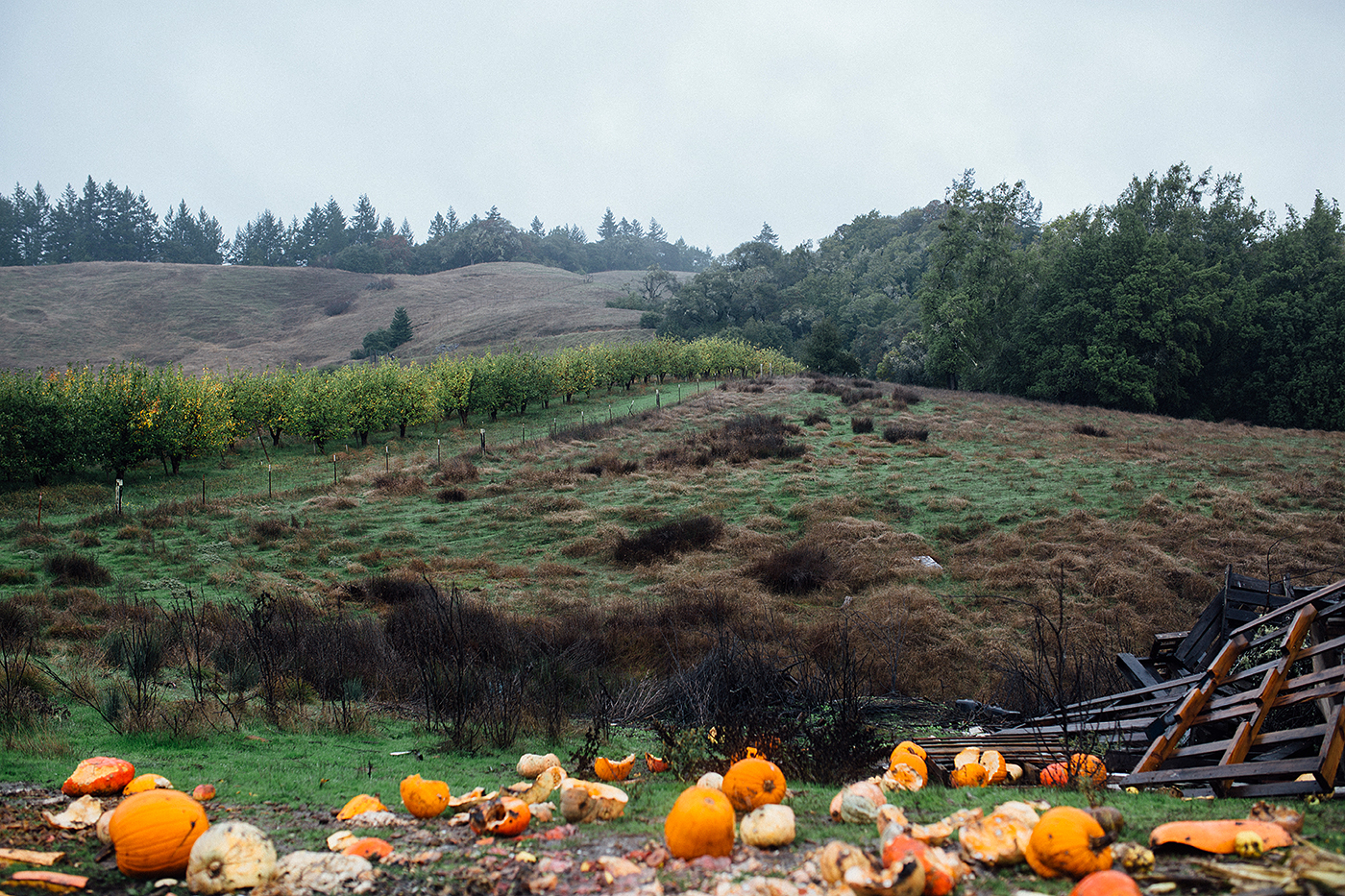 Remnants of fall - pumpkins on the hillside near Gowan's family orchards 