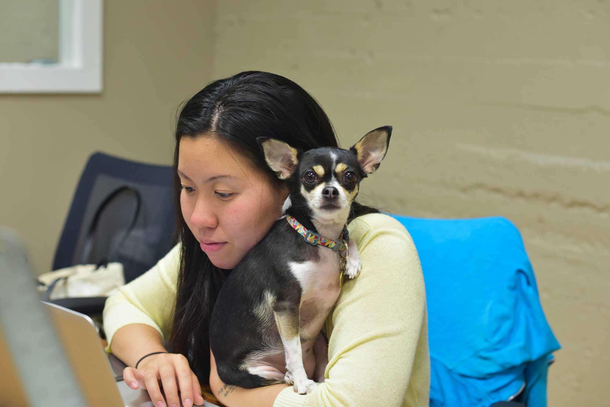 The canine assistant to Monica Lo, Nomiku's Creative Director