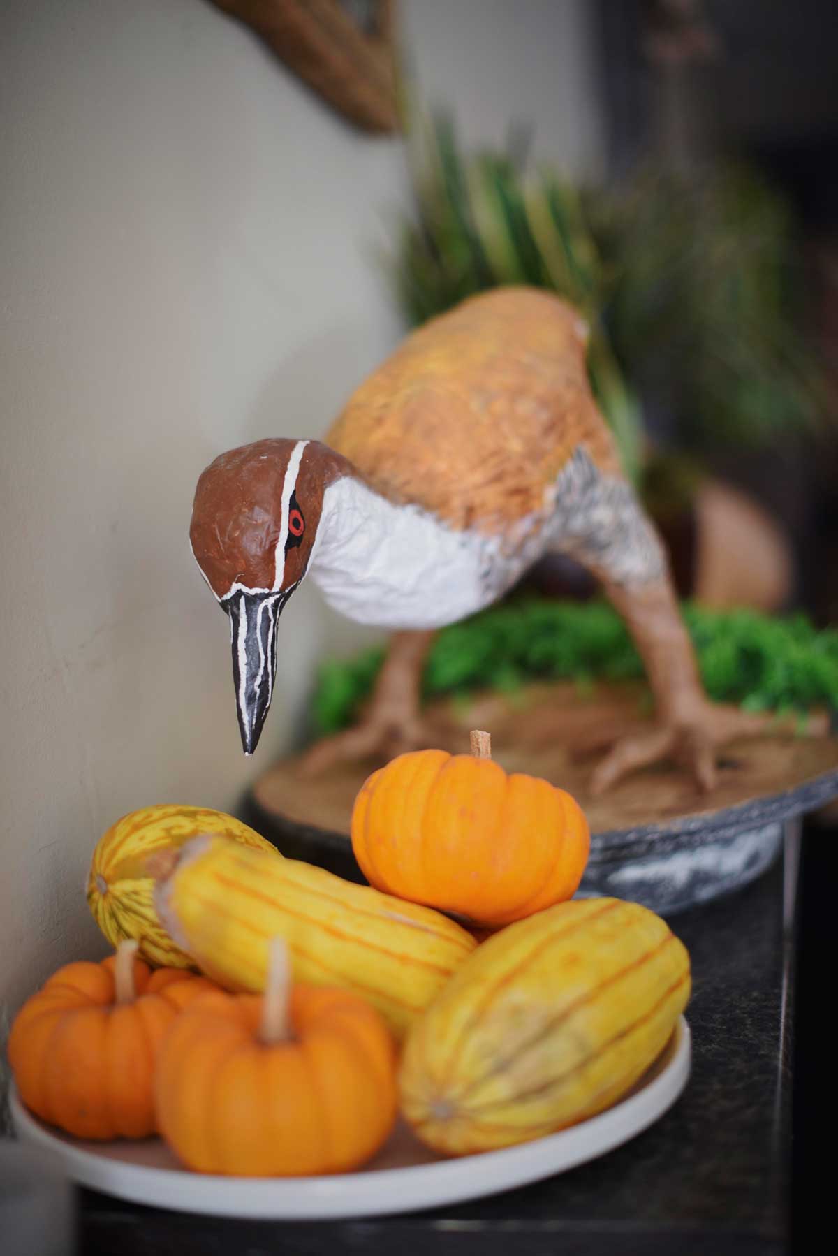 A tropical bird considers enjoying some mini pumpkins.