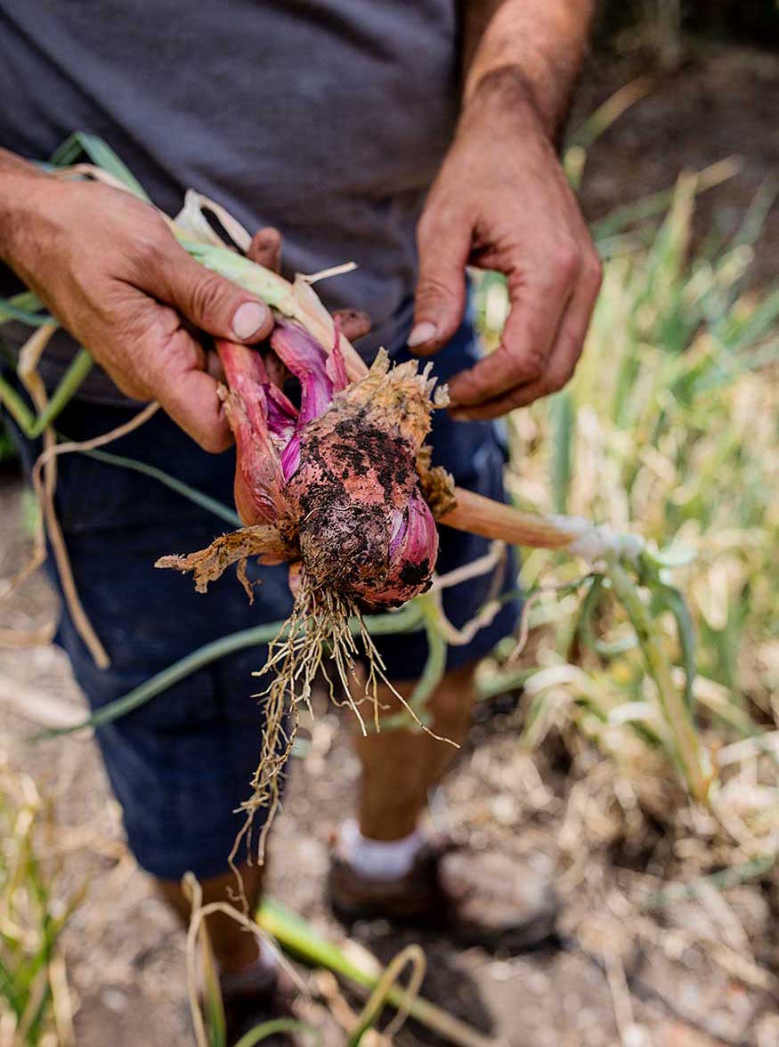 Fresh shallots pulled from the soil 