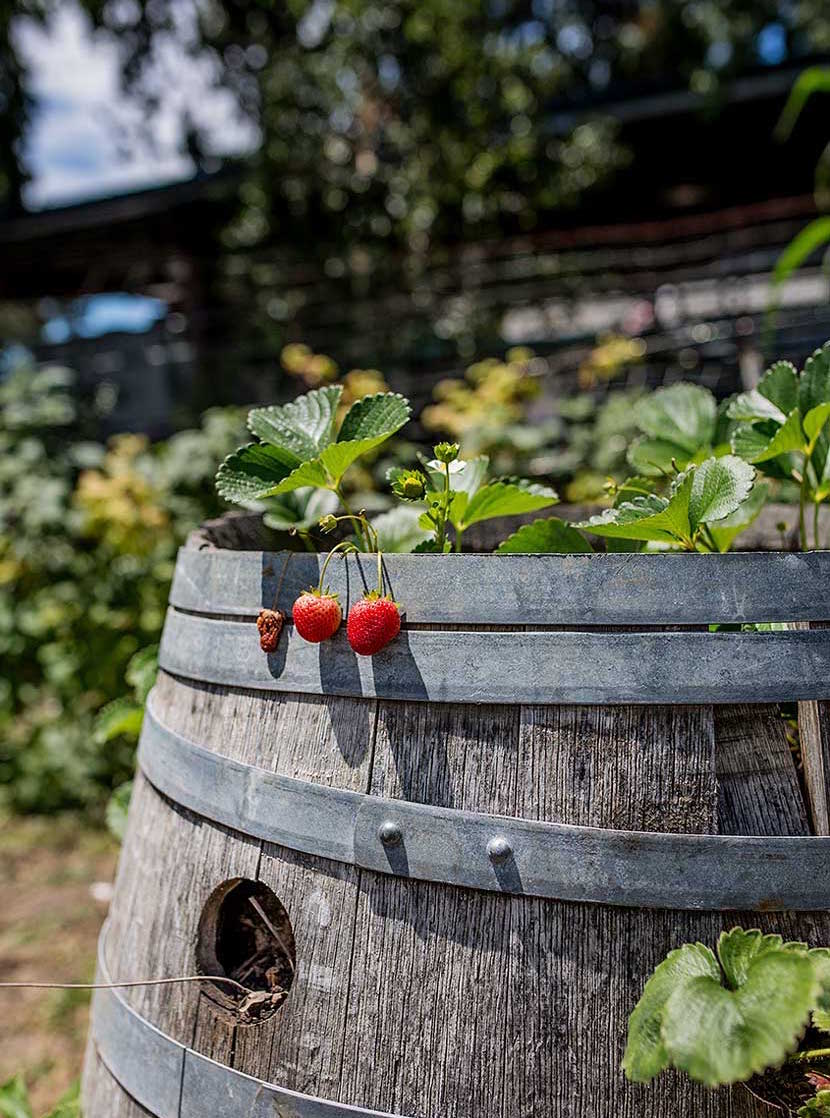Strawberries grow out of a barrel 