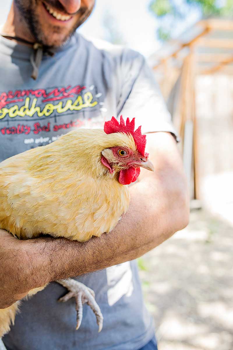 A chicken gets a hug at the farm in Cloverdale 