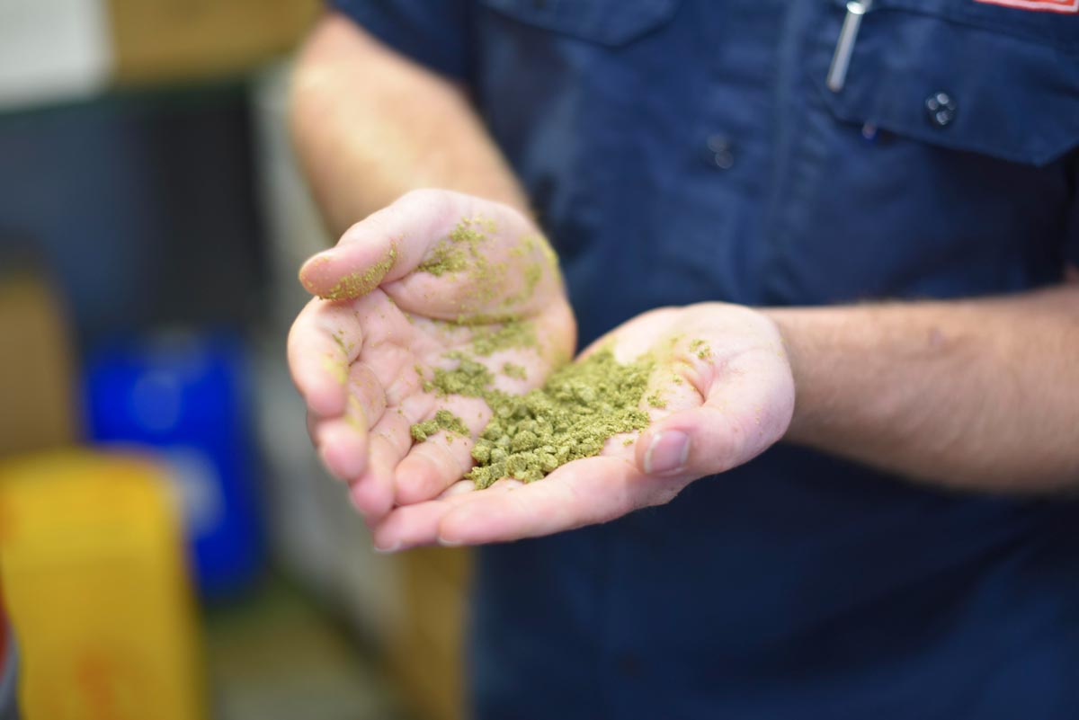 The hops are soft enough to crush in your hands 