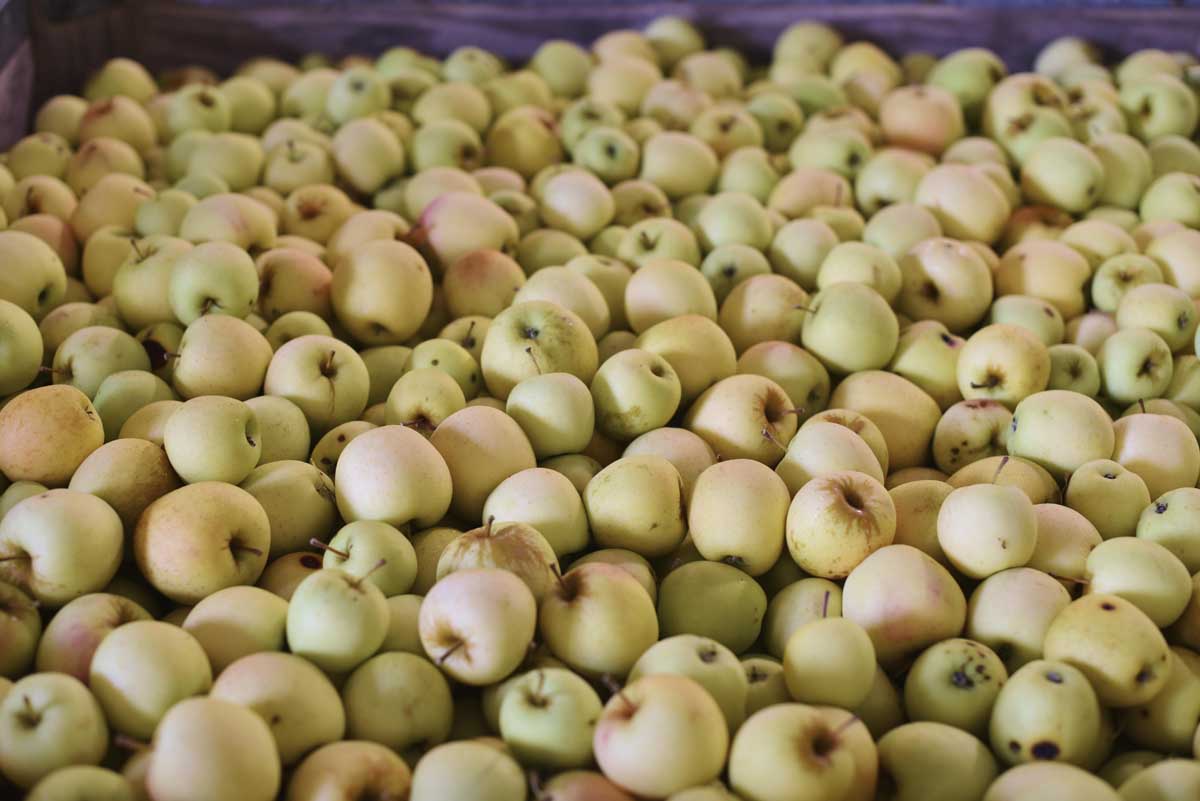 Golden apples by the bushel at Gowans' farms