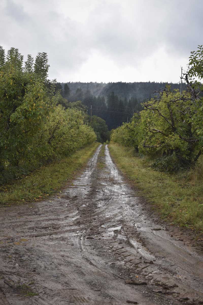 A muddy road on the Gowan Orchards 