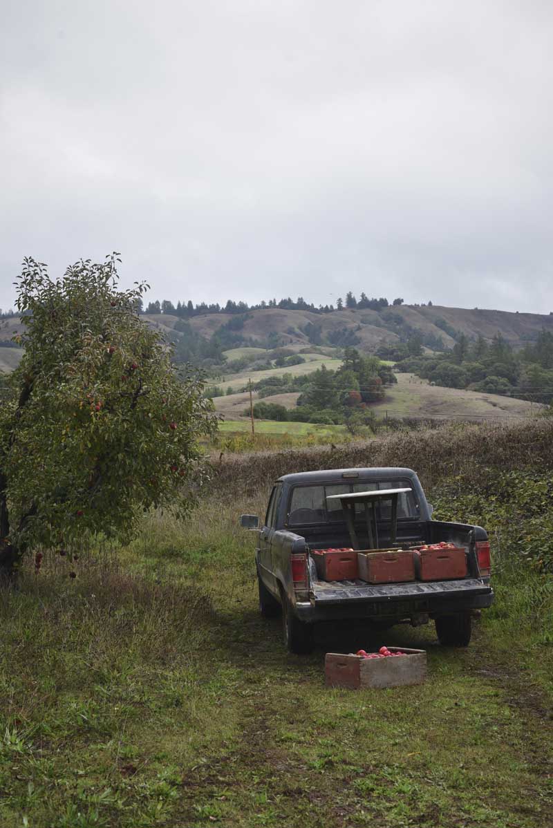 A truck on the orchard road at the Gowan property 
