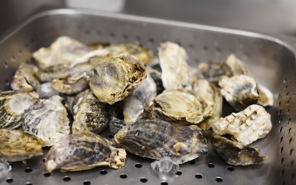 Oysters still in their shells, waiting to be shucked